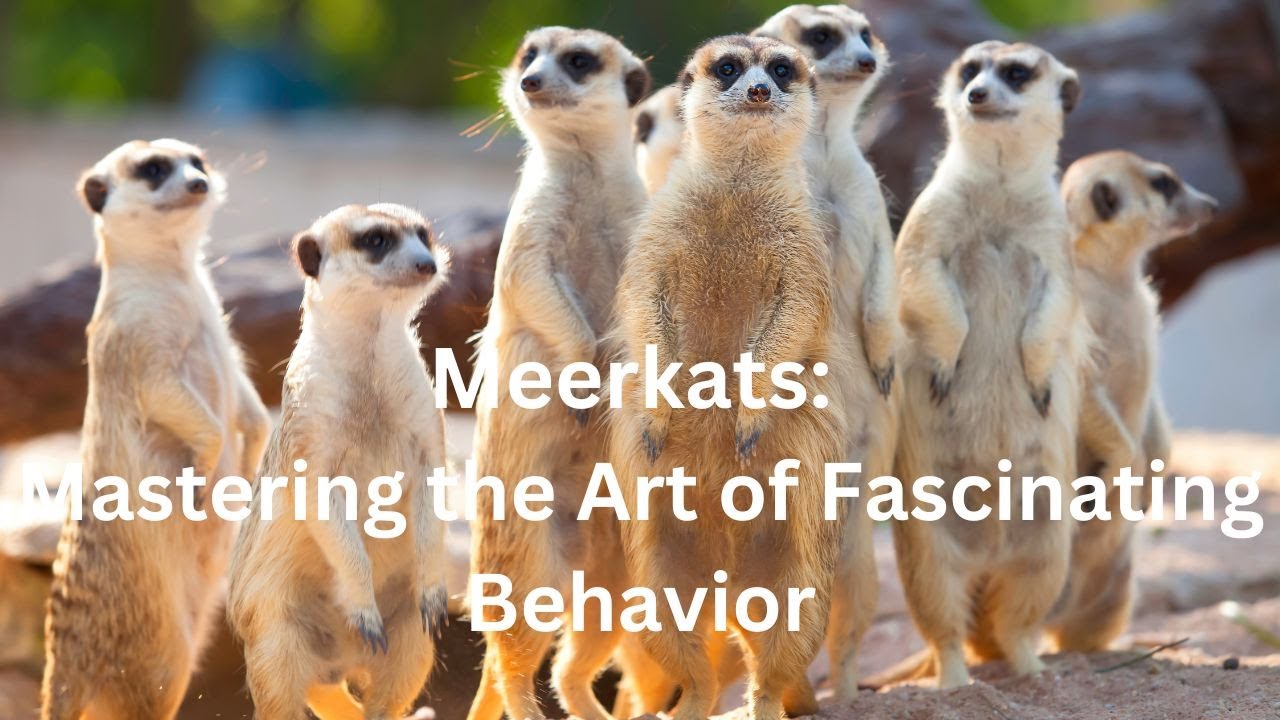 Meerkats: Mastering the Art of Fascinating Behavior
