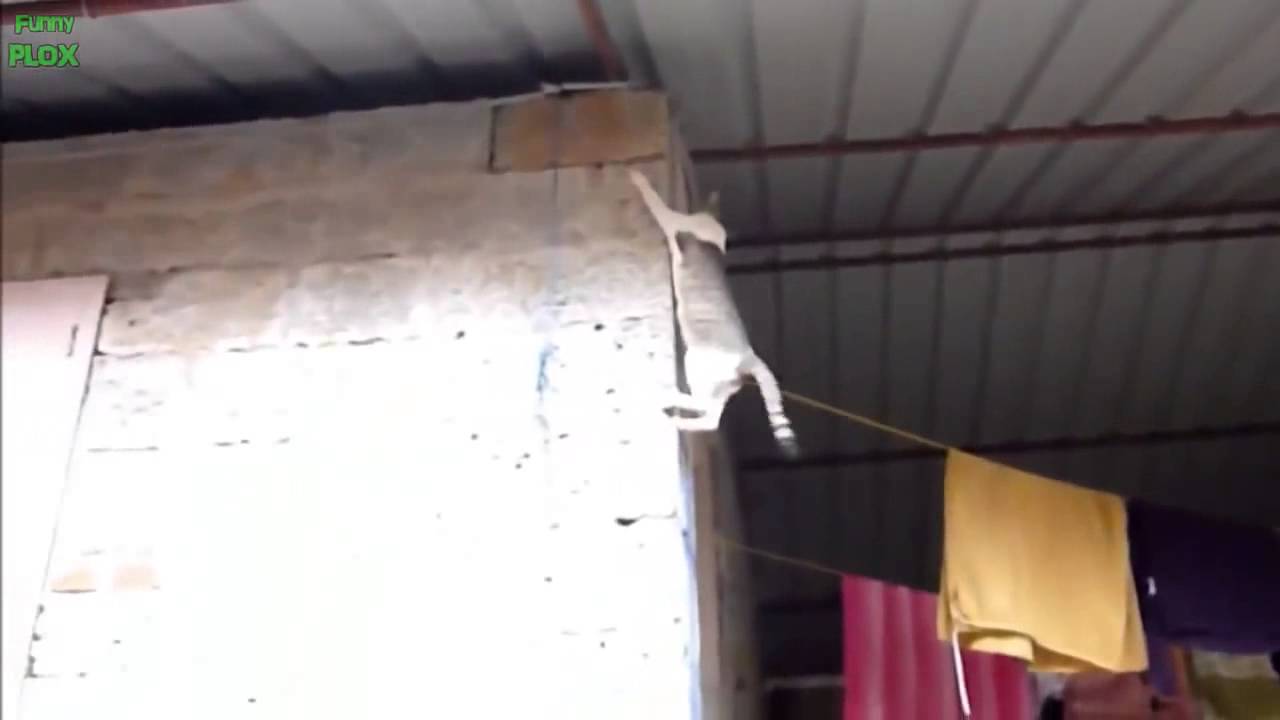 Funny Ninja Cat Video Compilation 2013 HD ! November 2013