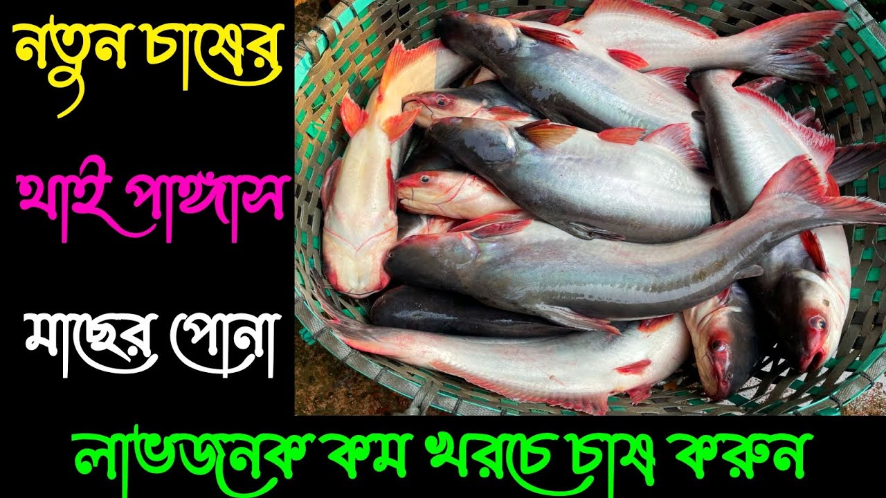 ওরজিনাল থাইপাঙ্গাস মাছের পোনা বিক্রয় করা হচ্ছে প্রয়োজনে অর্ডার করুন 01685275100