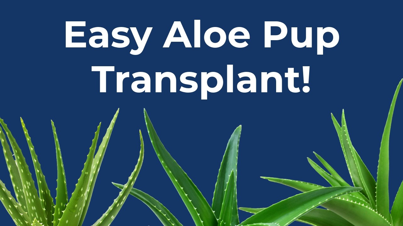Aloe Propagation From Pups: Step-By-Step Guide