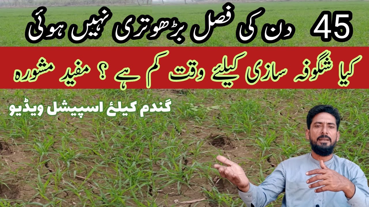 wheat foliar fertilizer plan || wheat fertilizer plan. Arshad Ali