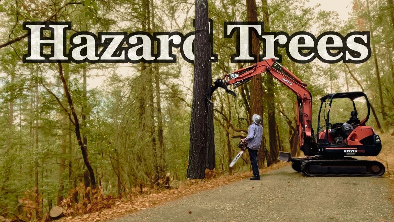 Cutting Hazard Trees along a Roadside