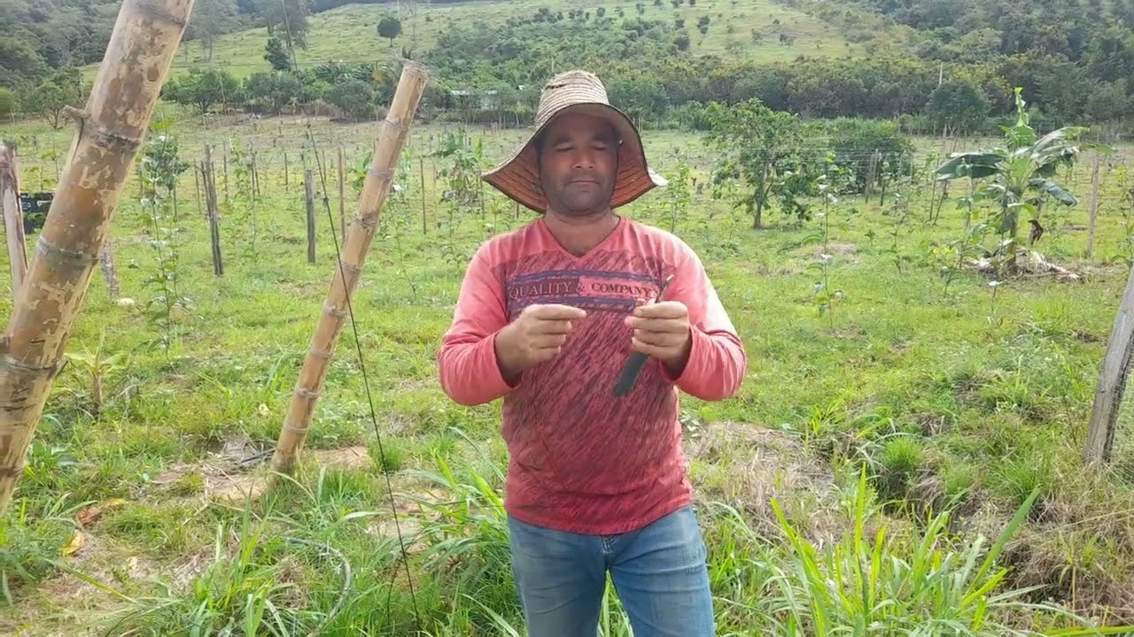Metodo facil para témplar el alambre en el cultivo de maracuyá.