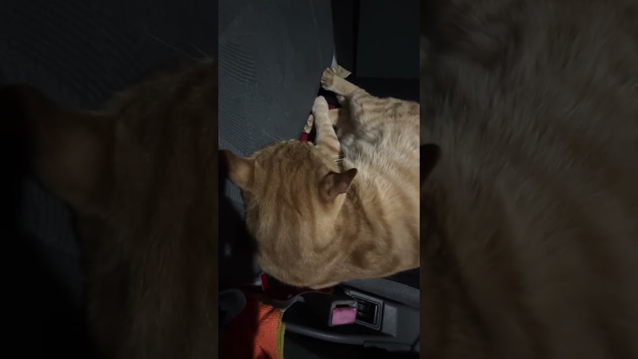 【愛猫】からがいなくなってしまいました