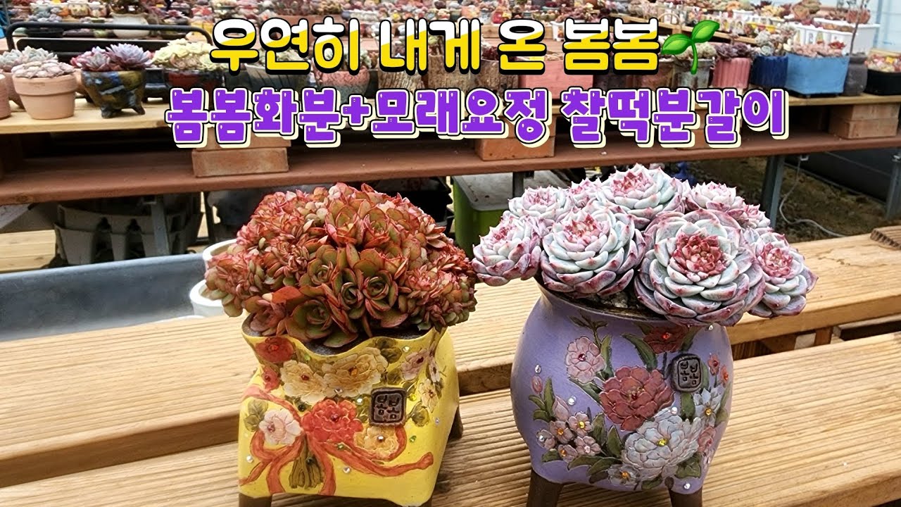26.01.12 봄봄화분으로 월요일 저녁을 따뜻하게 해드릴게요 피로야 가랏♡/ 모래요정 다육식물 (多肉植物) (たにくしょくぶつ) Korean Succulent