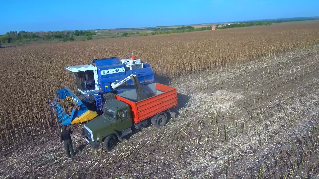 РЕКОРД врожайності соняшників Пегас та Грифон , такого ніхто не чекав