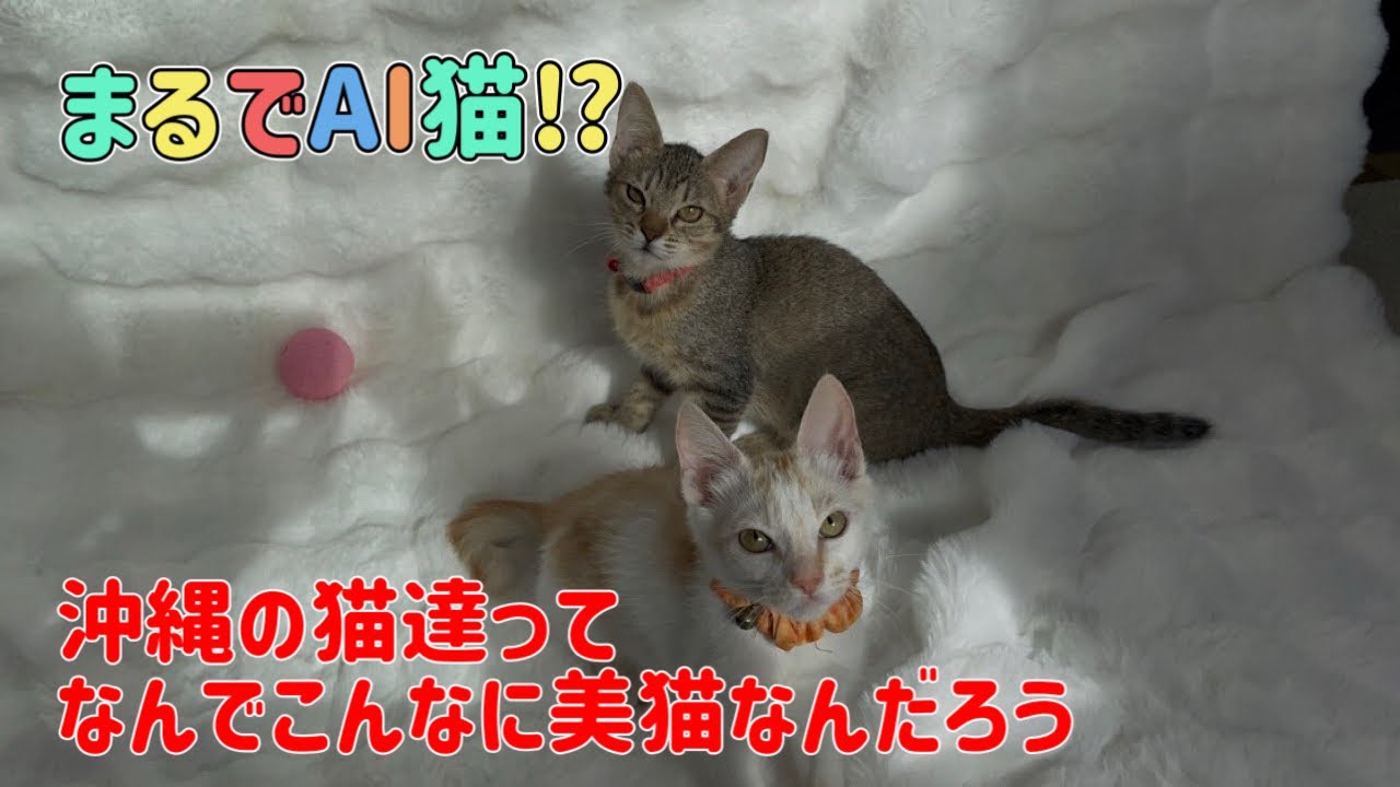 【沖縄っ子】最近のAI猫かと思っちゃう