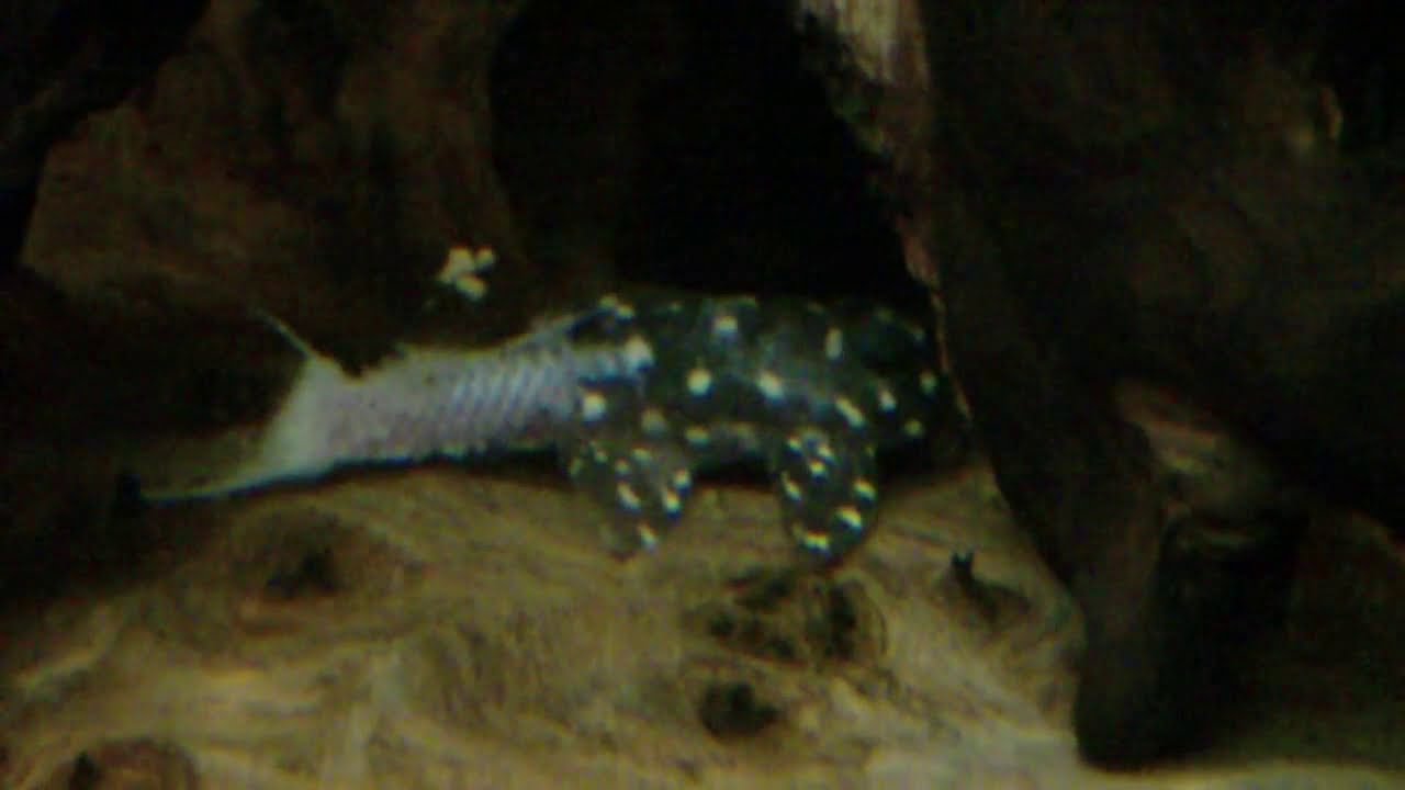 Injured Hypancistrus sp. (L201) (Orinoco angel pleco)