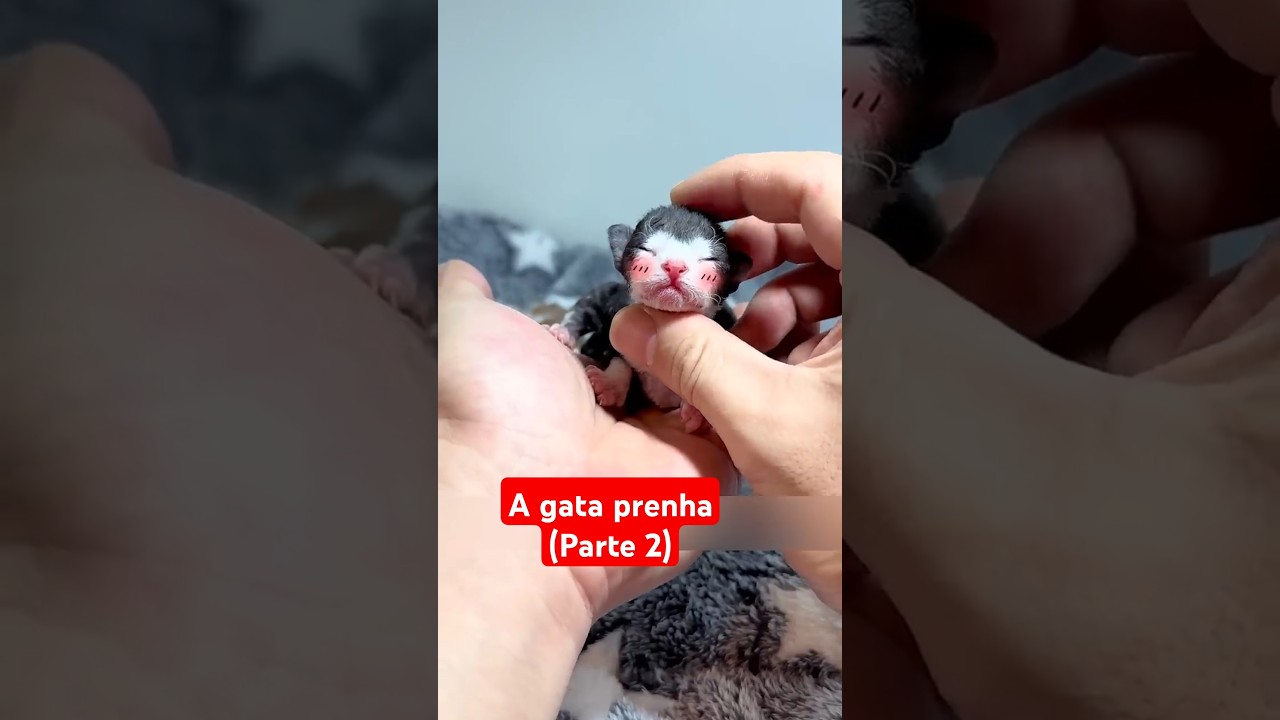 A gata prenha parte 2