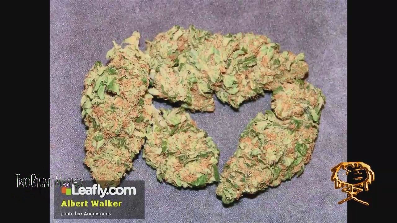 Certified Pothead - Albert Walker