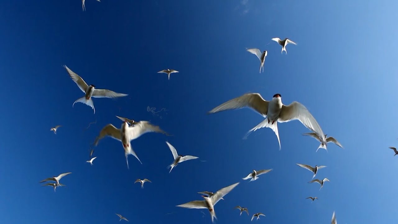 Comment les oiseaux migrateurs font-ils pour ne jamais se perdre - Les superspouvoirs des animaux