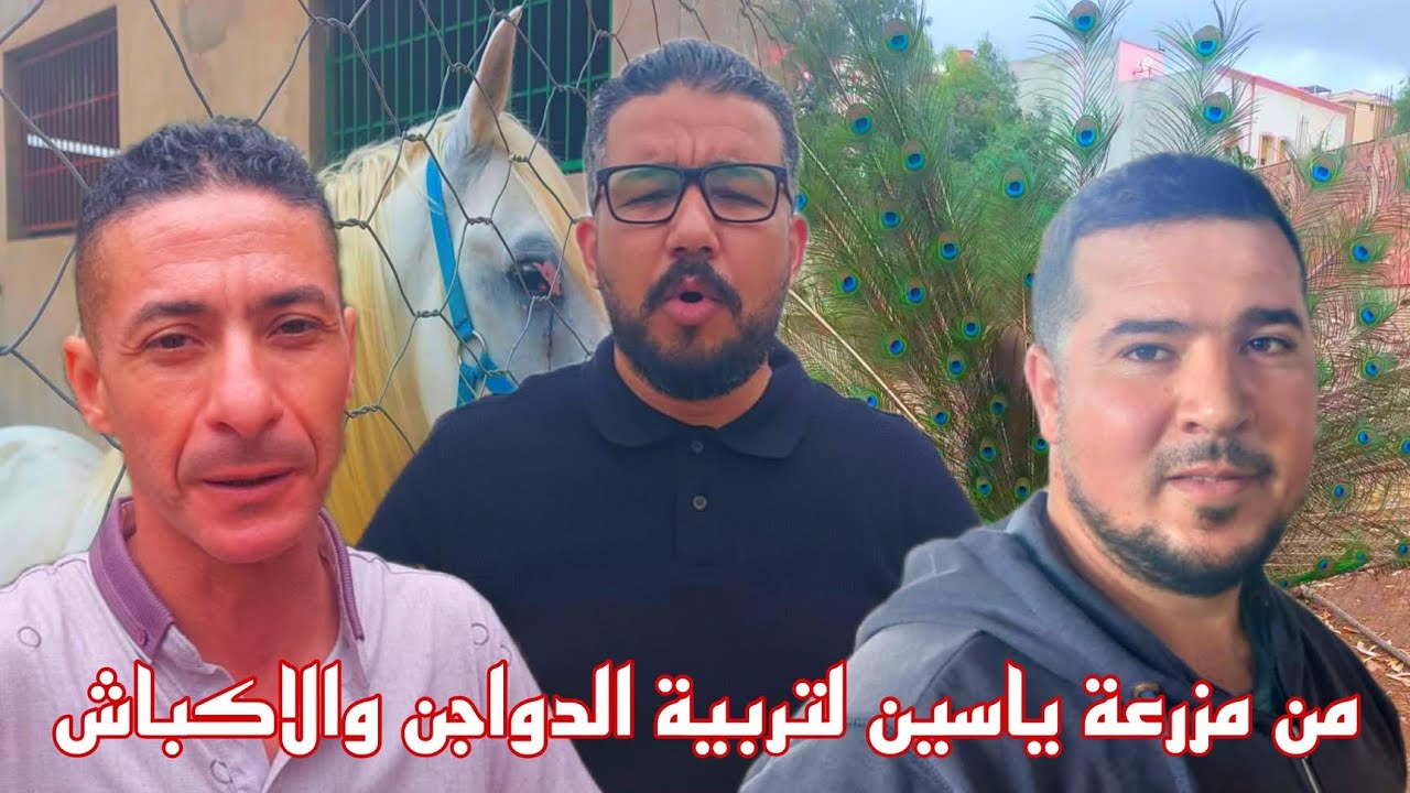 أصغر فلاح بإقليم الناظور ياسين بوعرورو لتربية جميع انواع الدواجن والارانب والمواشي وهذه هيا الاثمنة