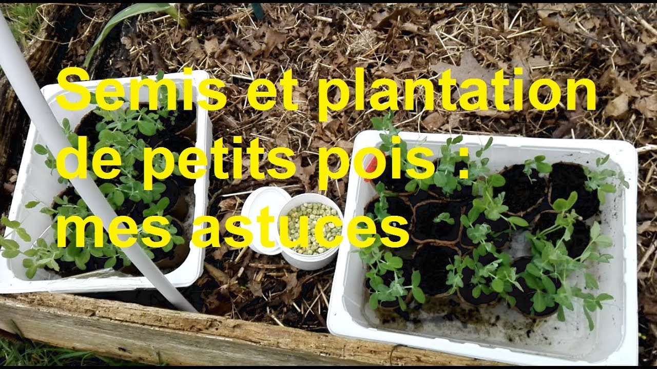 Semis et plantation de petits pois : mes astuces (permaculture)