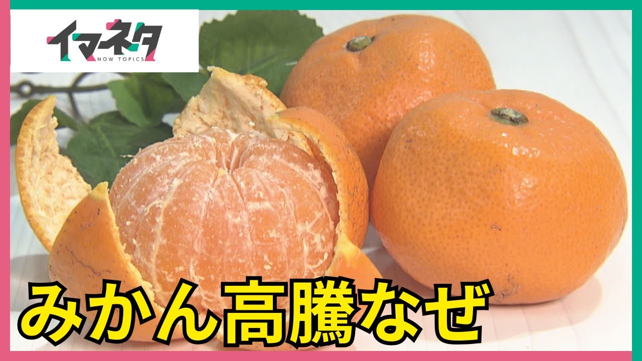 「みかん」の価格が高騰、過去最高レベルに…　収穫量減のワケ【イマネタ】2025年1月23日放送