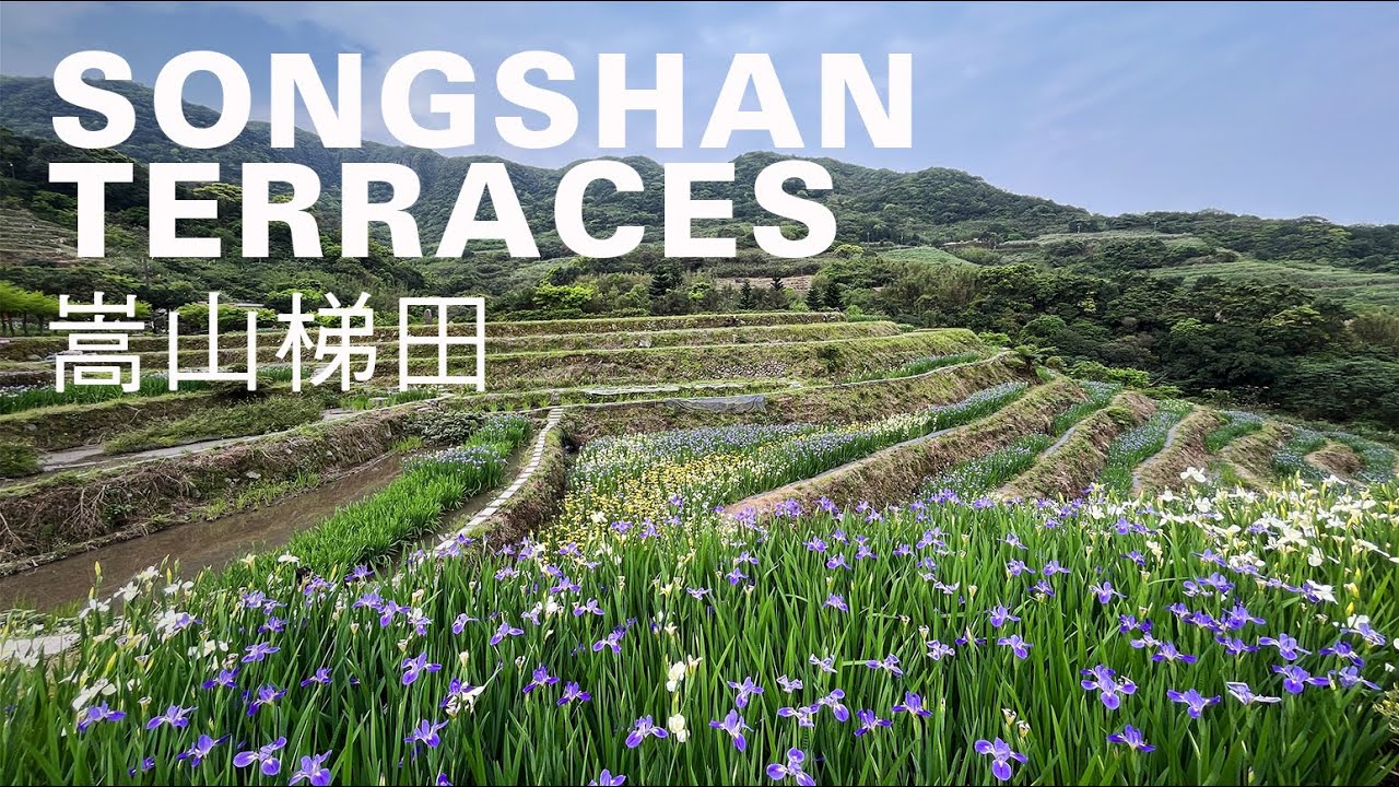 嵩山梯田散策，石門許家古厝、阡陌步道百年梯田，鳶尾花海4月登場花期超過1個月｜山上加美Lovely Hill