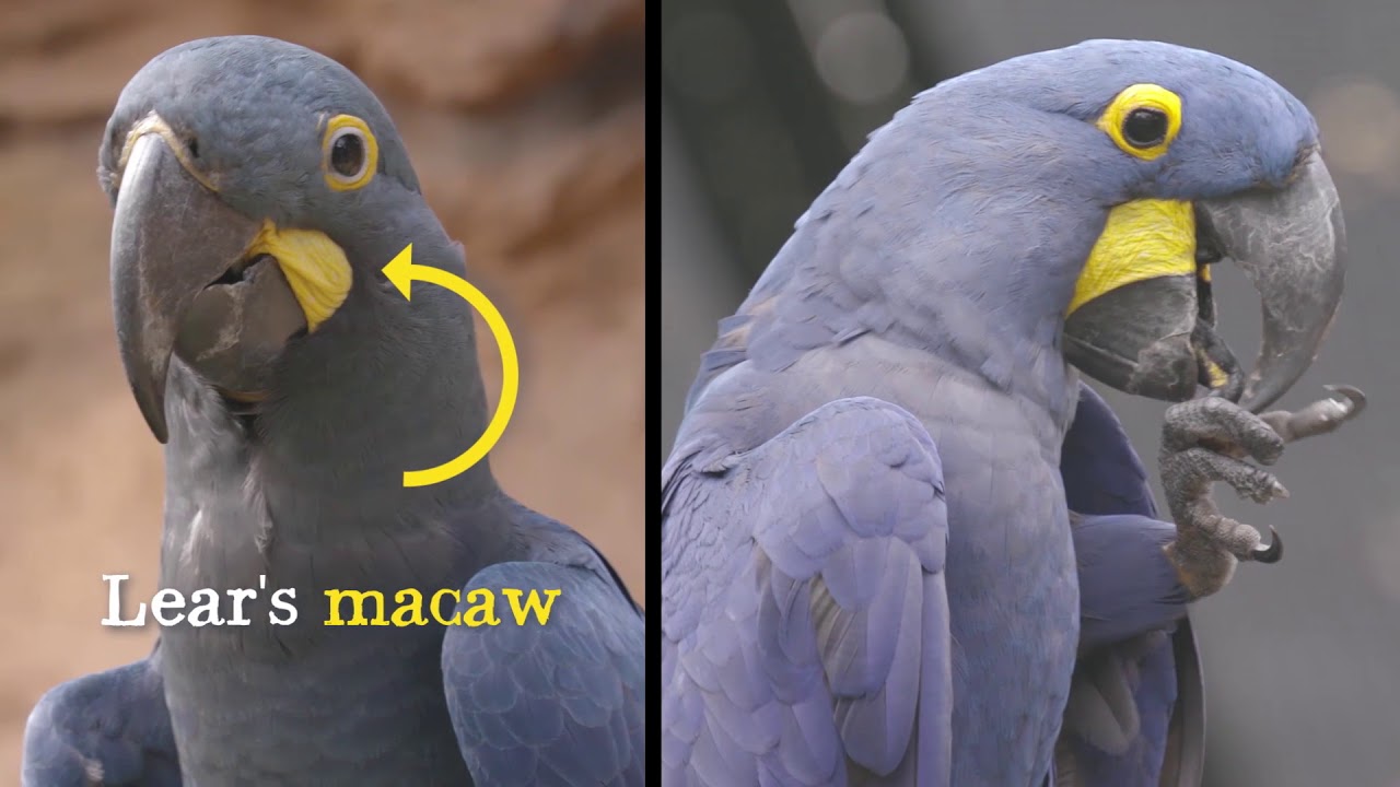 Blue Macaws in Singapore