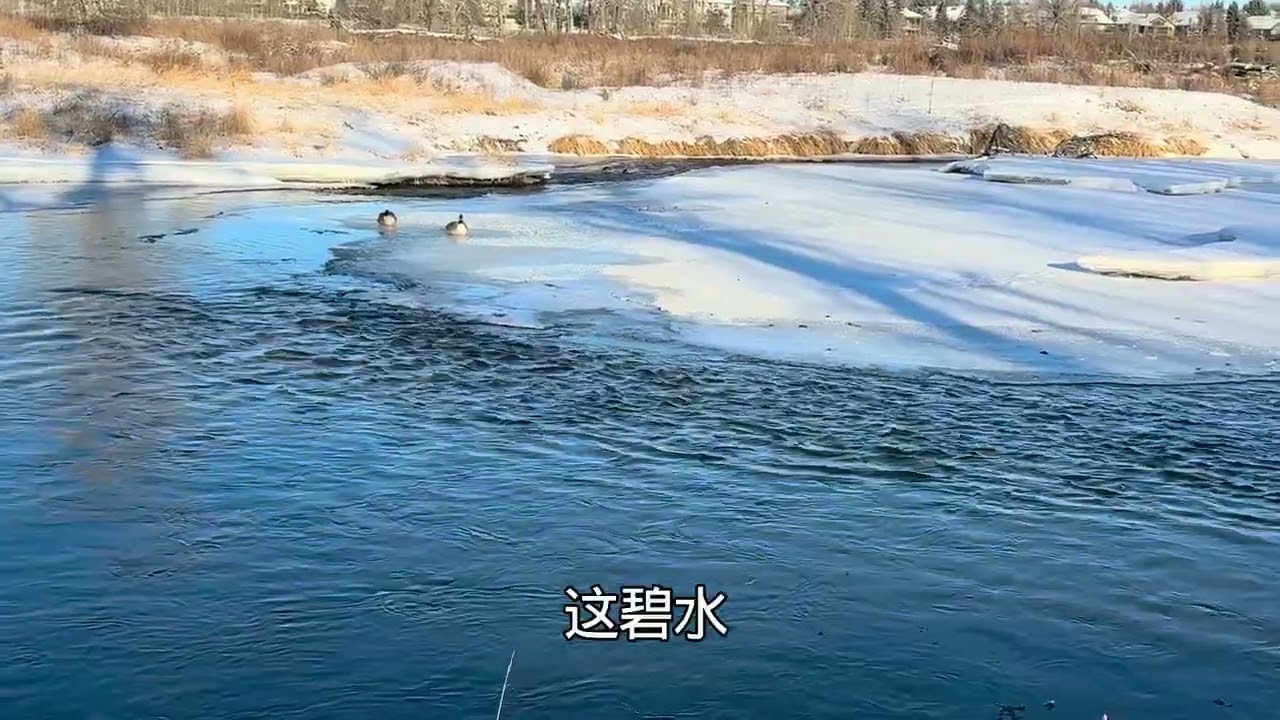 卡加利城市有超過2百公里步道，魚溪省立公園健行十公里，不進山也可以弓河兩岸陽光下欣賞雪中風景，碧藍的弓河水美不勝收！