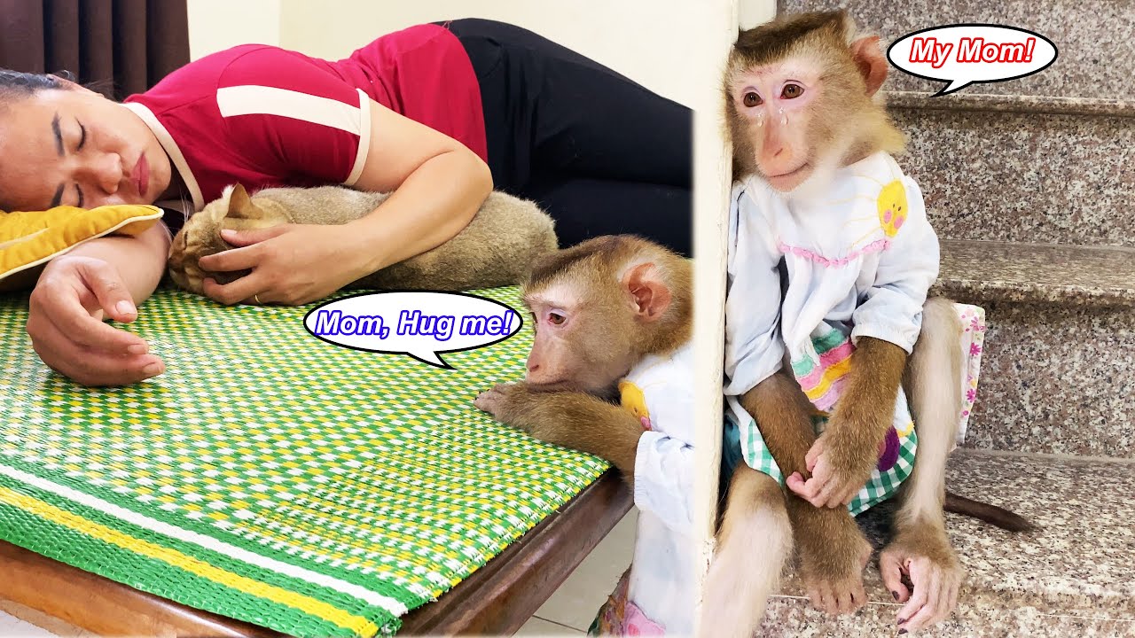 What's happening to Lyly??? Monkey Lyly can't accept that her mother is doing this to her.