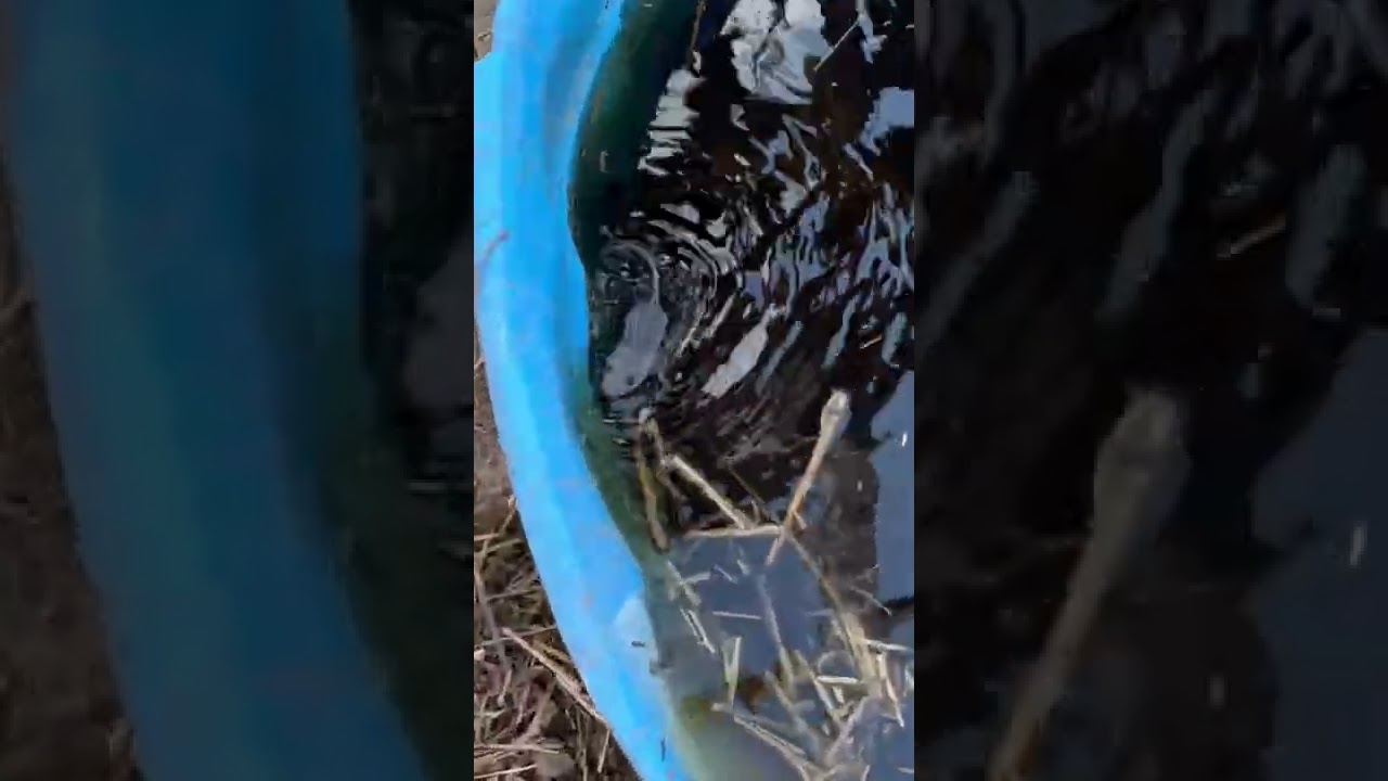Мышь тонет!!!