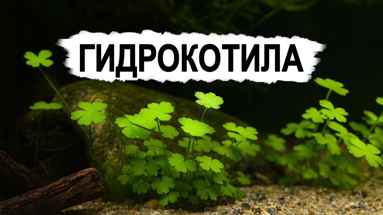 Гидрокотила - плющ в аквариуме: как вырастить, ухаживать и не загубить!