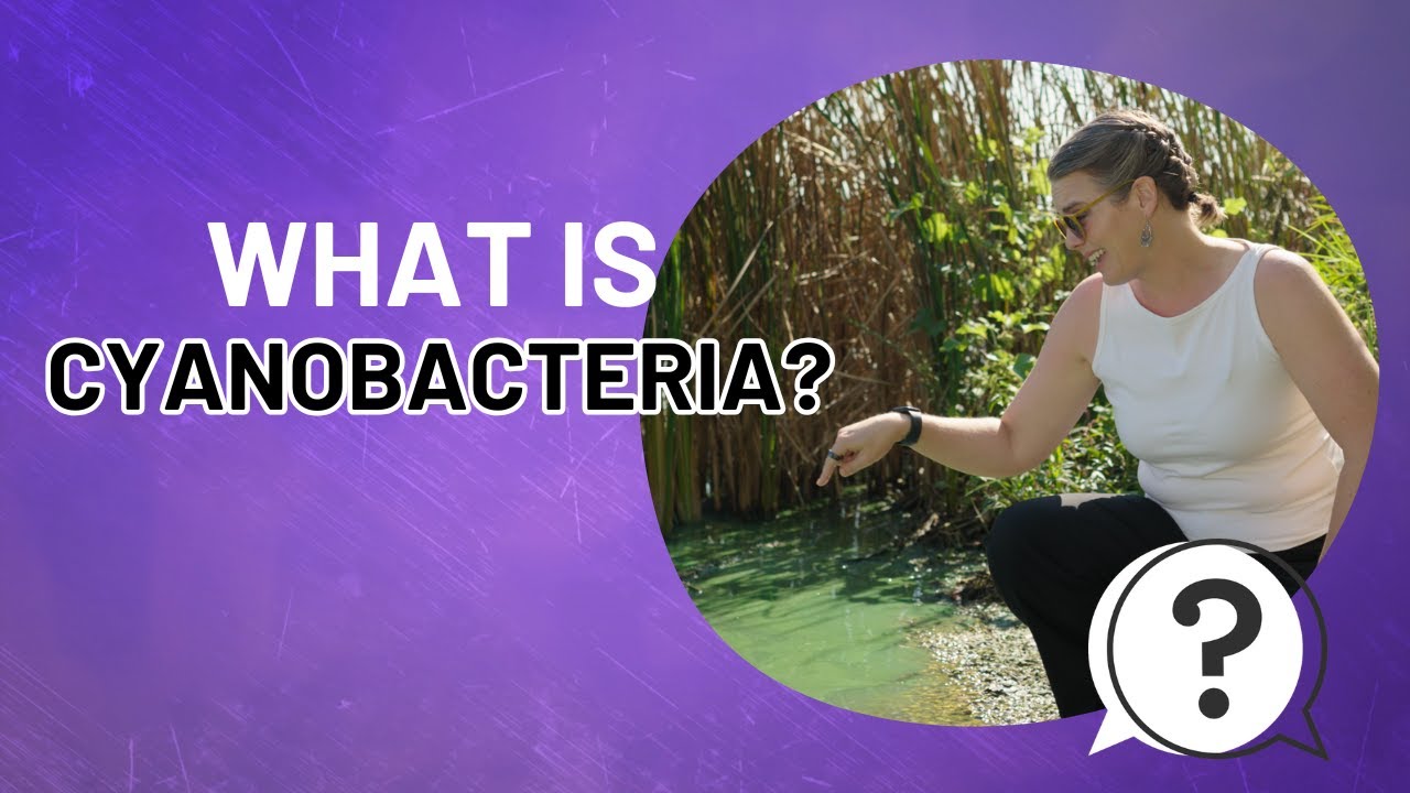 Northeast Nature | July | What is Cyanobacteria?
