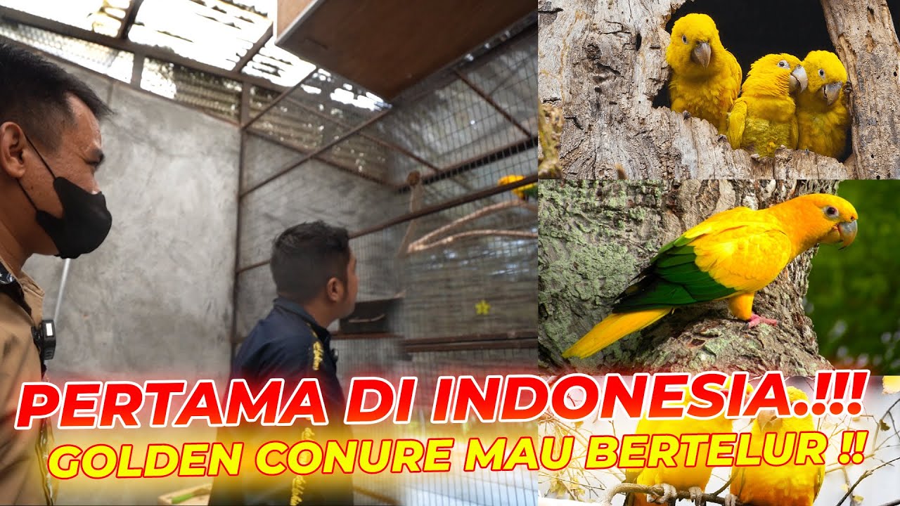 BISA JADI PERTAMA DI INDONESIA..!!! BANYAK BURUNG CONURE ANEH DISINI..!!!