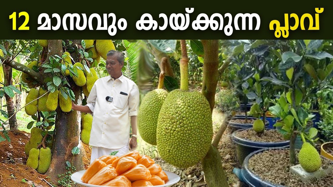 12 മാസവും കായ്ക്കുന്ന പ്ലാവ് | ചക്ക കഴിച്ചുനോക്കി തൈകള്‍ മേടിക്കൂ| RARE JACKFRUIT PLANTS AVAILABLE