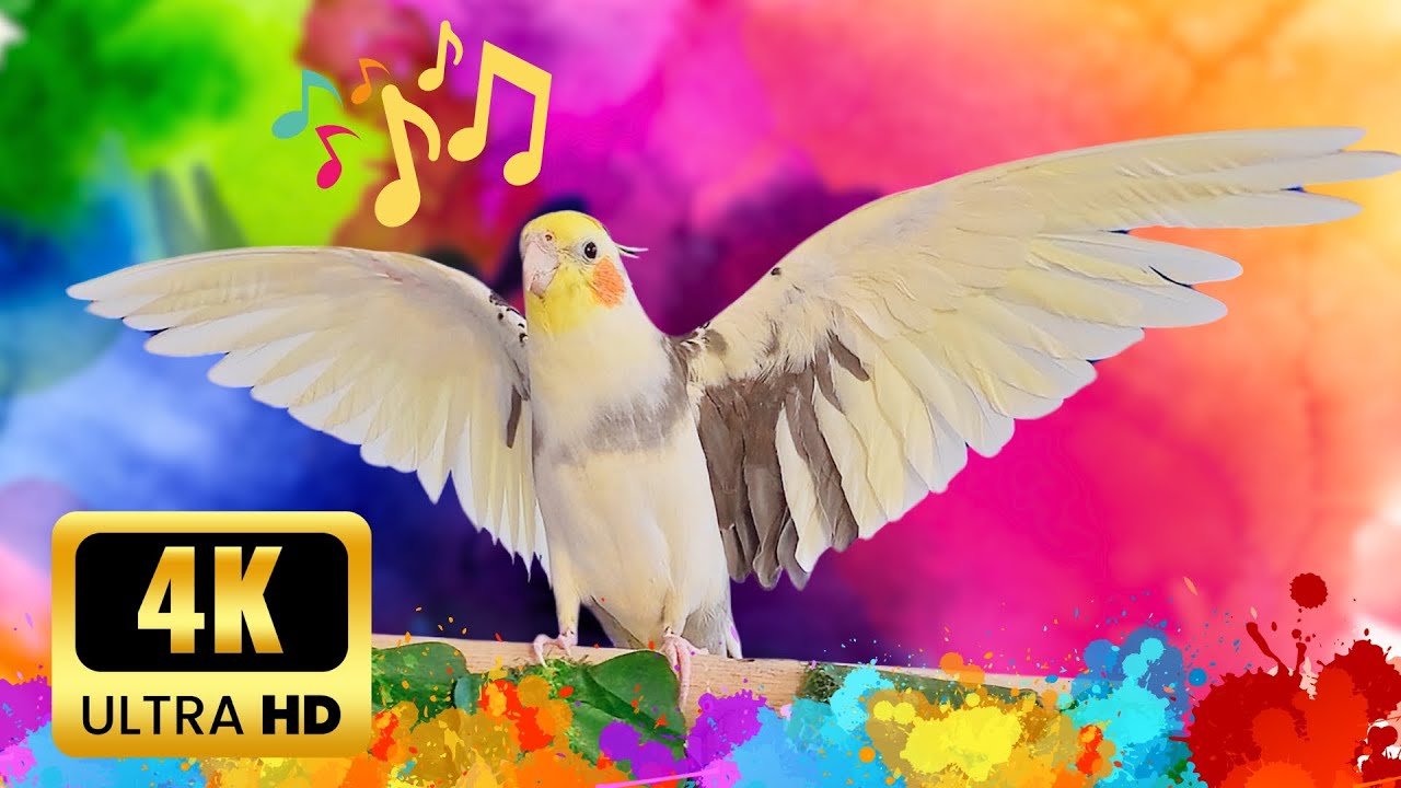 Cockatiel singing & whistle training  | Treinamento de canto e apito de calopsita