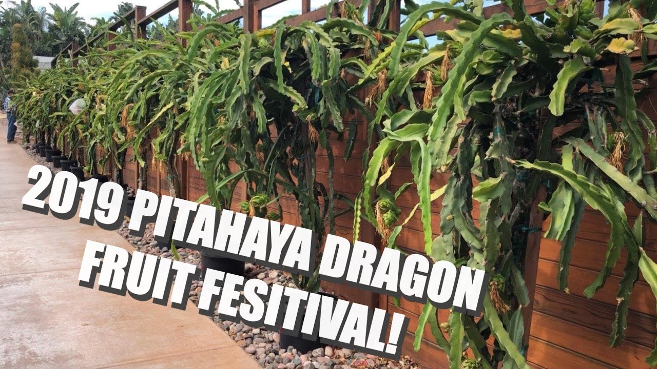 2019 Pitahaya Dragon Fruit Festival