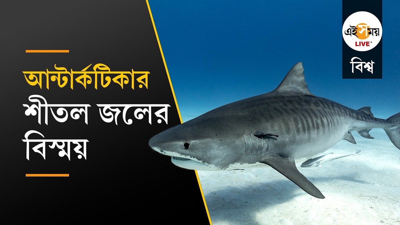 Antarctic Sleeper Shark Discovery: আন্টার্কটিকার বরফজলে হাঙর! কীভাবে সম্ভব? | Ei Samay