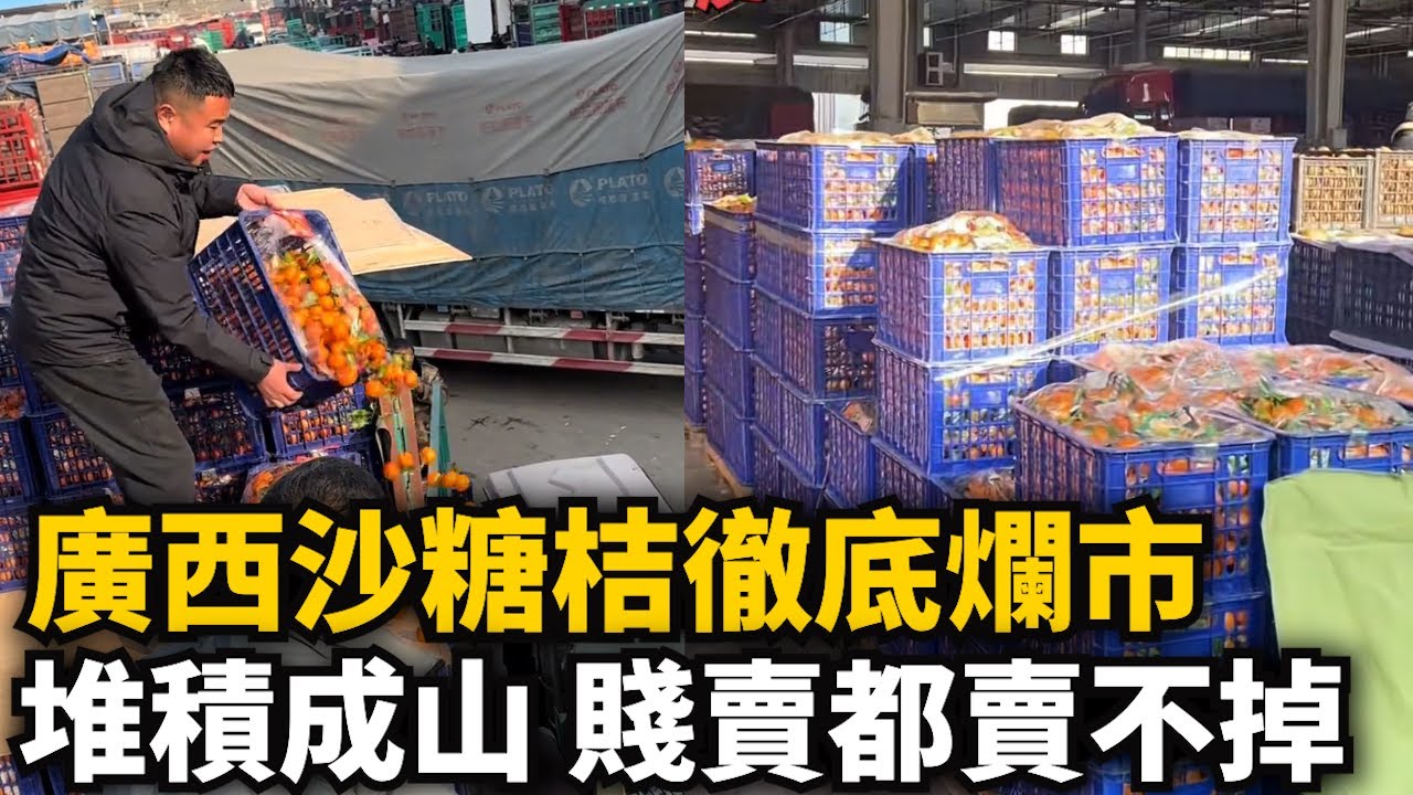 廣西沙糖桔徹底爛市！供大于求毛毛錢壹斤無人問津！市場堆積成山，发财夢破碎！農業全崩！賤賣都賣不掉！太慘了！