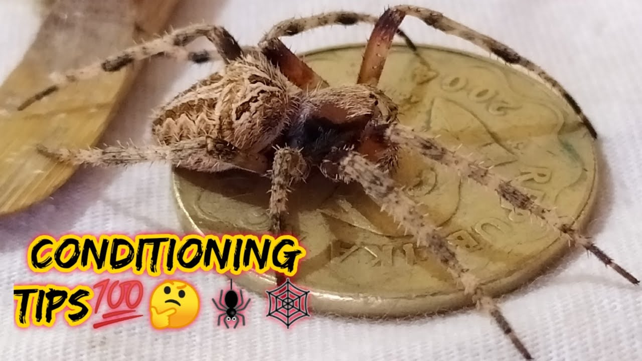 Spider Conditioning tips 🕸️🕷️💯% part1