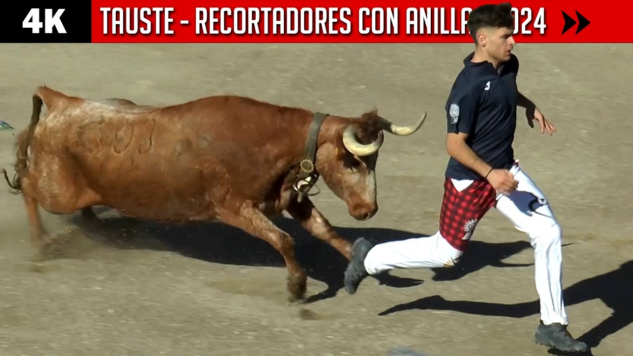 TAUSTE ▪ CONCURSO DE RECORTADORES CON ANILLAS ▶ Ganadería EULOGIO MATEO