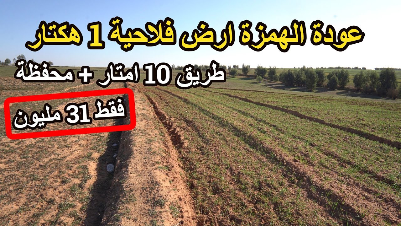 ✨همزة جديدة أرض فلاحية جميلة 1 هكتار محفظ بالقرب من الجيران وبارخص ثمن موجود ✨تيفلت
