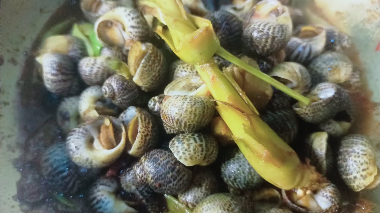 Keong laut‼️ keong laut bukan keong sawah tidak amis enak gak ribet