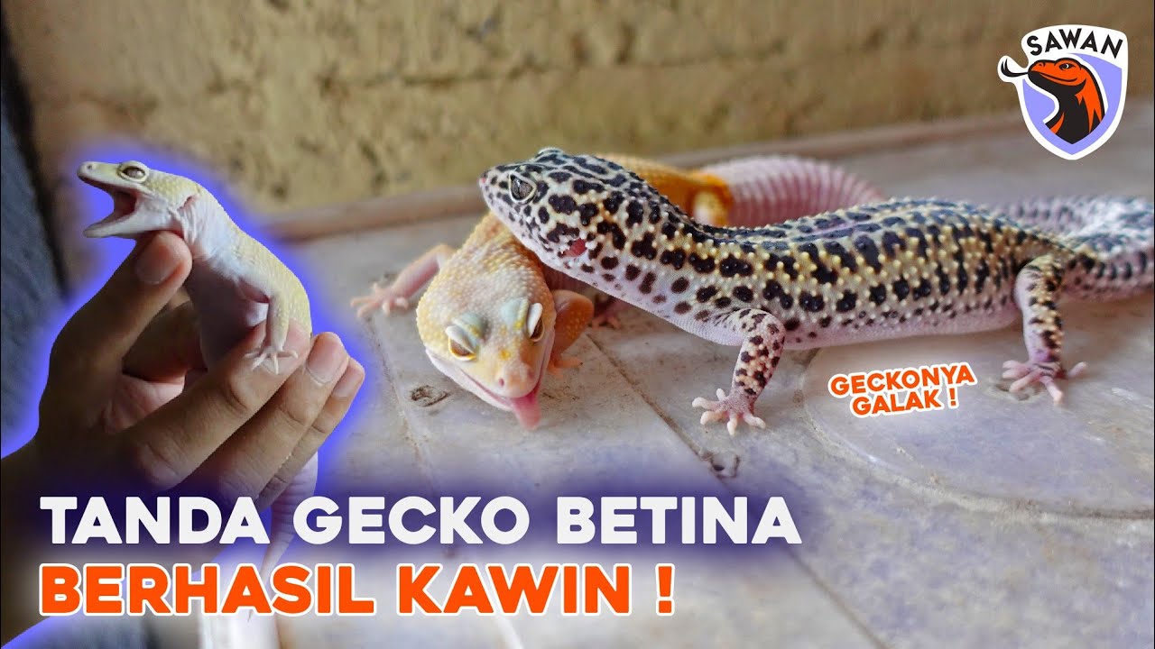 CARA TAU LEOPARD GECKO BERHASIL KAWIN ! #SAWAN