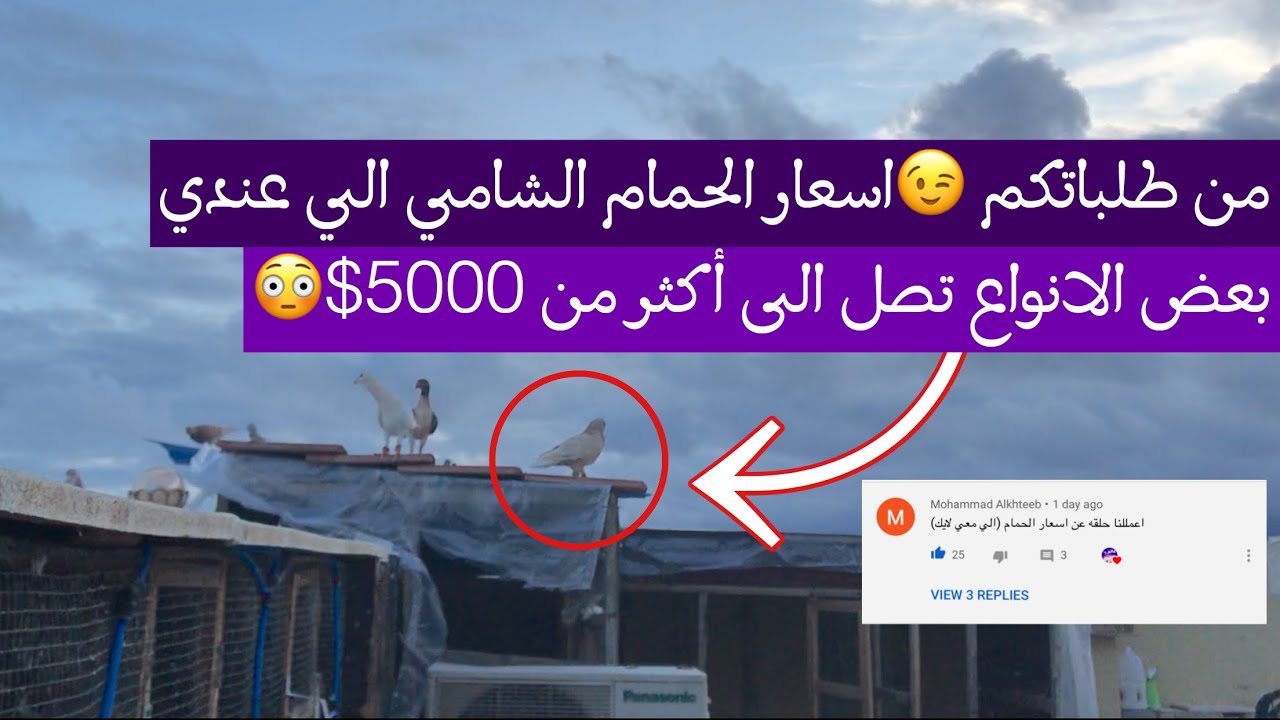 الحمام الشامي || أسعار الحمام الشامي