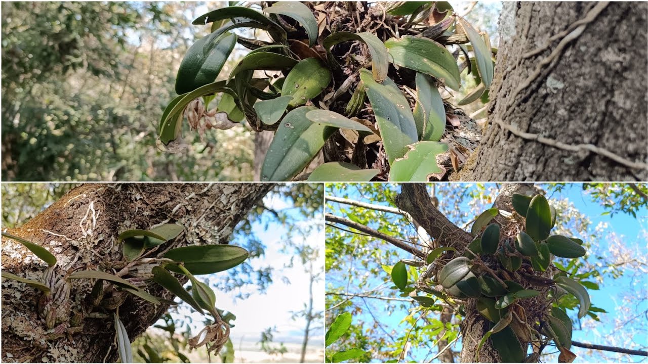 🌼Orquídeas Cattleya Walkeriana no habitat natural. Muita planta Linda!! 😍😍