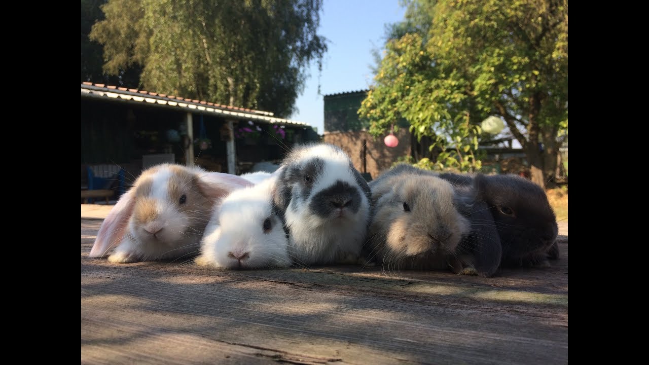 BABY KONIJNTJES! Groeien van 0 - 28 dagen oud