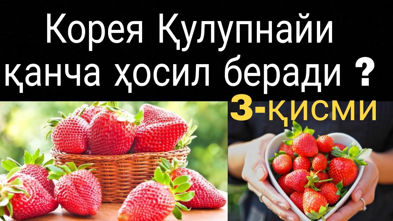 КОРЕЯ ҚУЛУПНАЙи ҚАНЧА ҲОСИЛ БЕРАДИ  ?