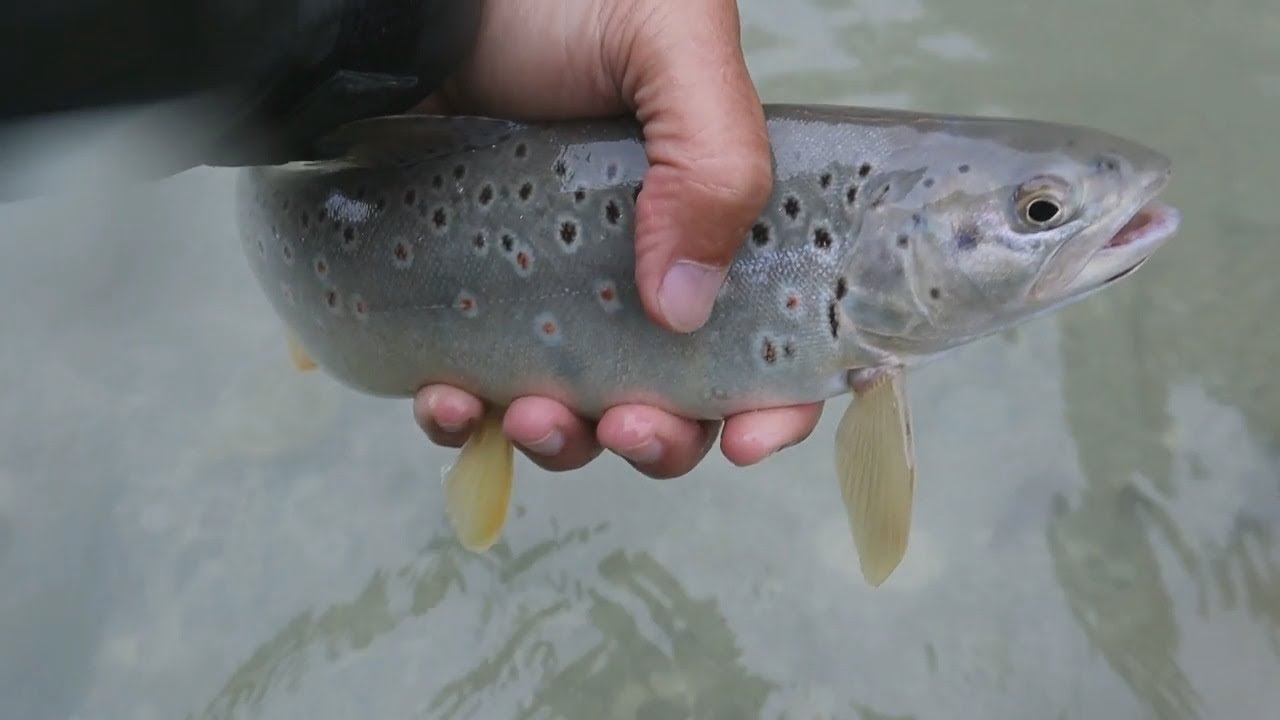 Fliegenfischen in der Berchtesgadener Ache