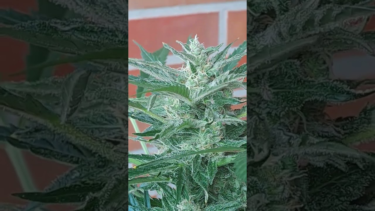 Dein Growshop aus Hamburg