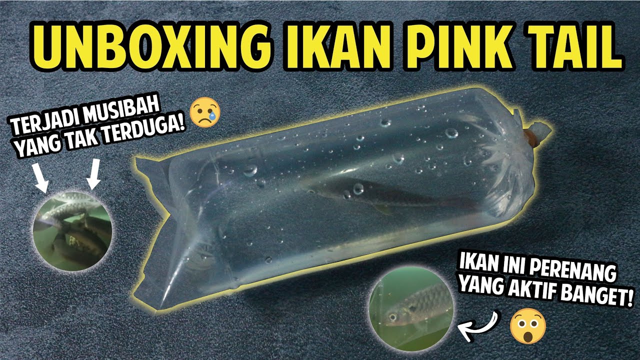UNBOXING IKAN PINK TAIL | Si Ikan Ekor Pink, Baru Kali Ini Unboxing Terjadi Kaya Gini!