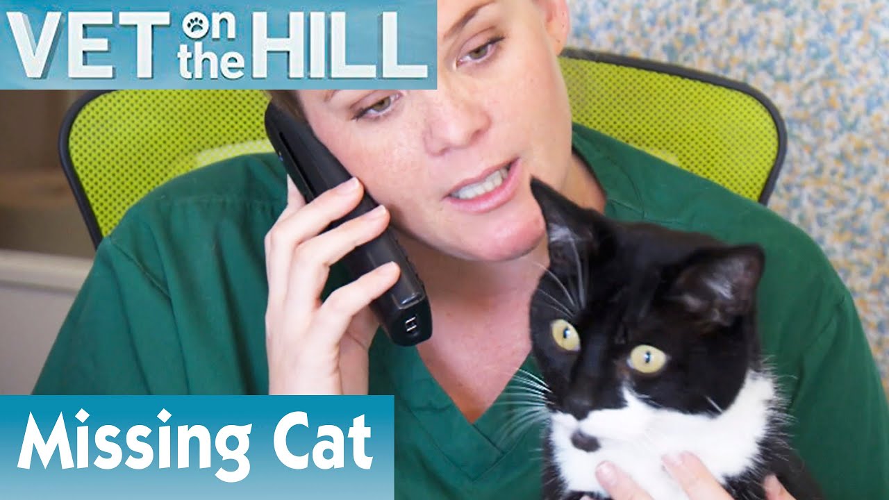 🐱 Tracking Down A Missing Cat Owner | FULL EPISODE | S01E04 | Vet On The Hill