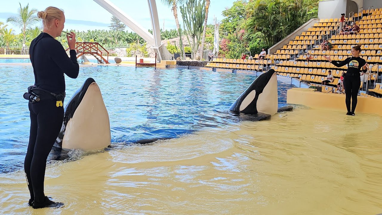 Keto & Tekoa, Orca Ocean, Loro Parque, 27.07.2024
