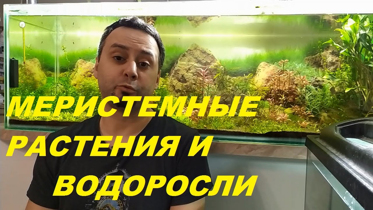 Меристемные растения и водоросли