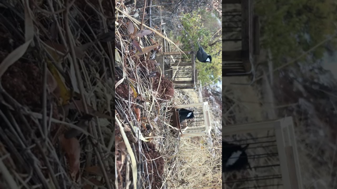 Охота на рыжешейная синицу