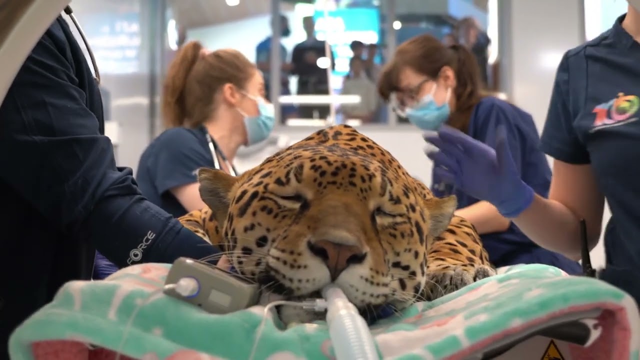 Jaguar Veterinary Exam At Elmwood Park Zoo