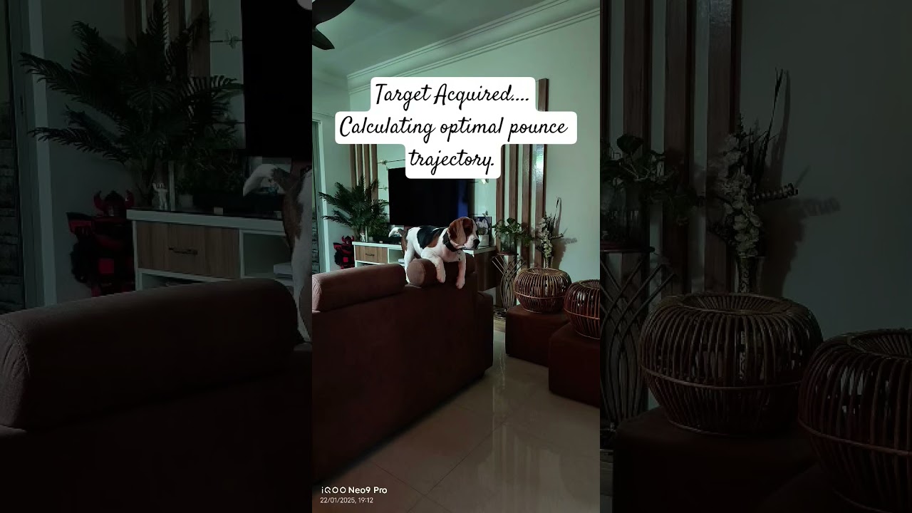 Berlin The Beagle - Target Acquired 😎 