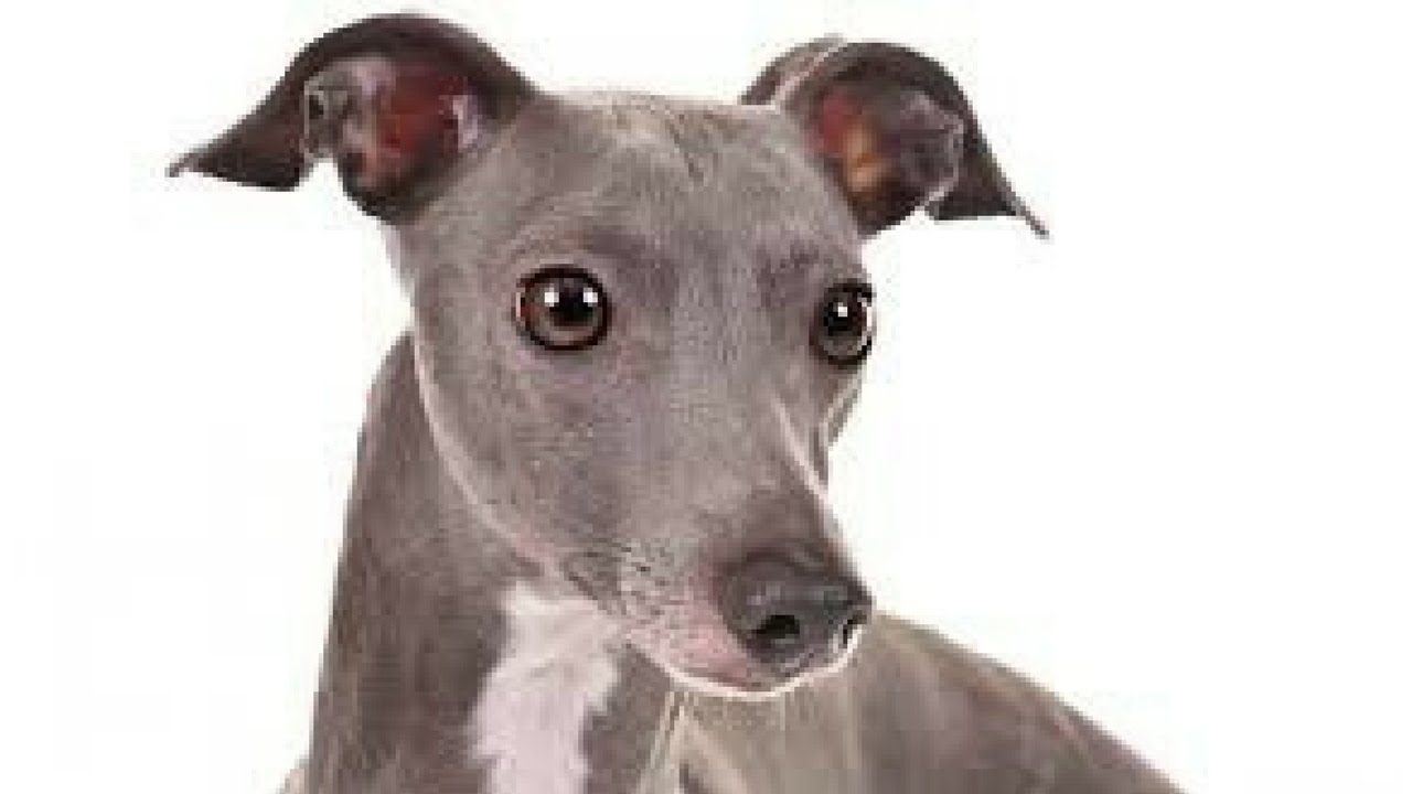 WARNING TO DOG LOVERS ~ Love the dogs